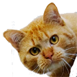 Alexander